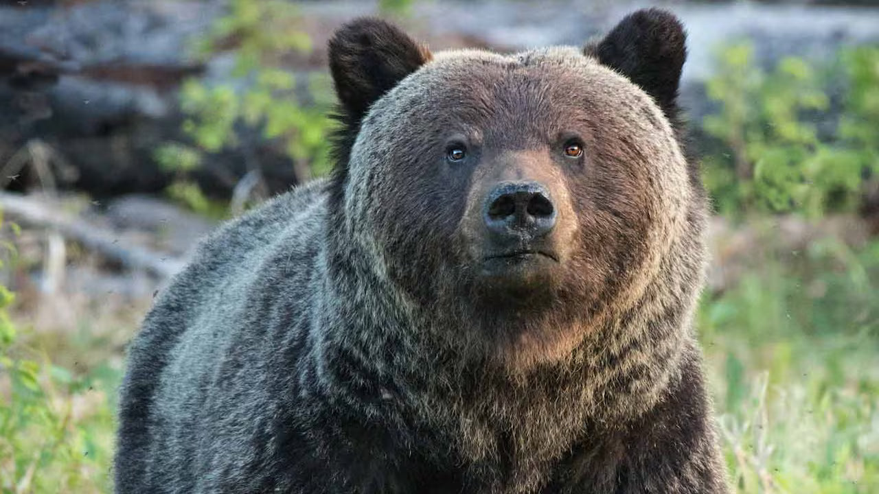 Grizzly bear identification for safety in BC