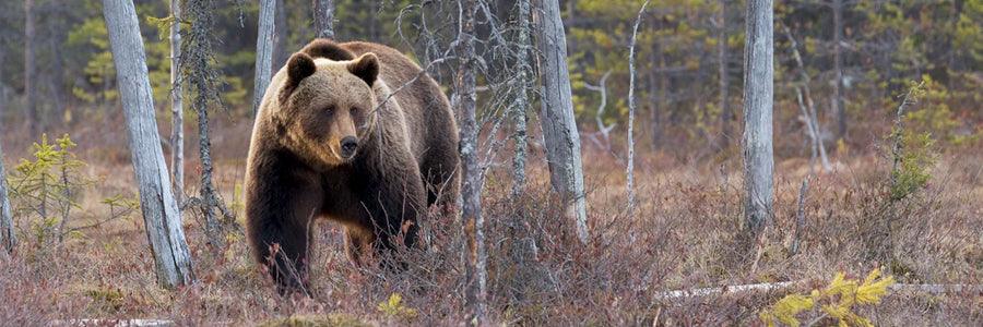 Spring Camping - Axeman.ca
