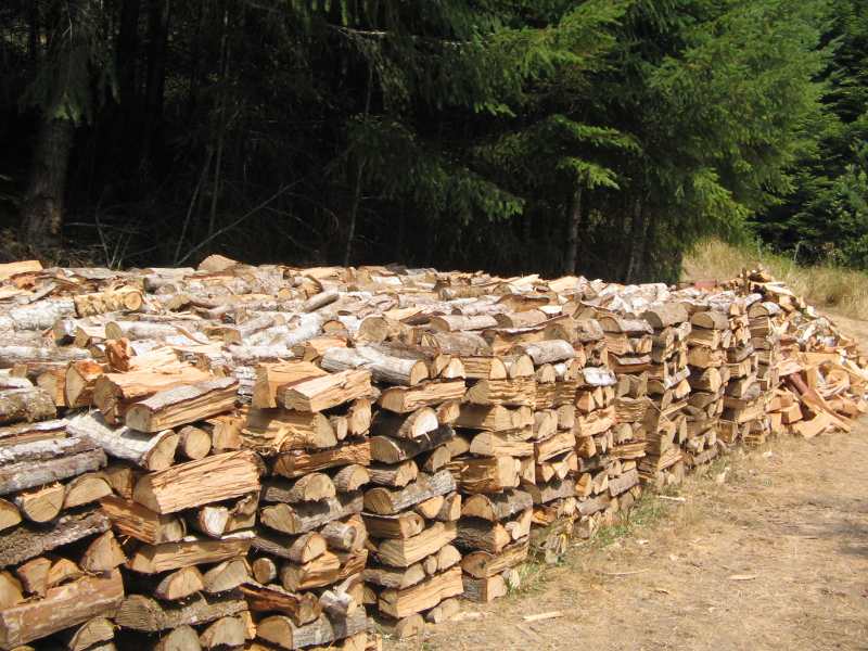 The Ultimate Guide to Firewood: Everything You Need to Know for a Perfect Fire - Axeman.ca