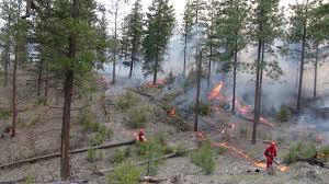 Fire Smarting Your Home for Wildfire Season: Tools, Tips, and Resources for Every Province