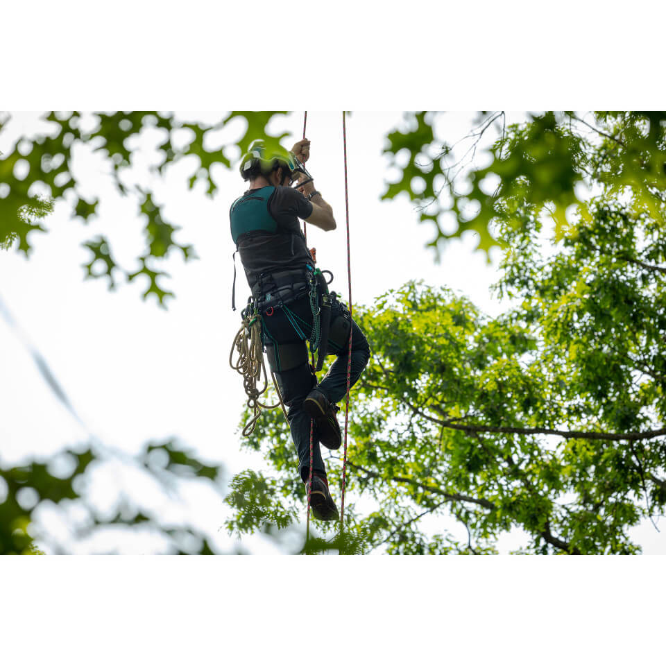 Notch Catalyst Harness